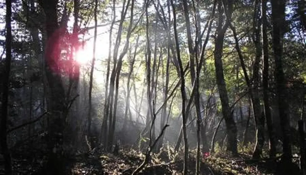 Ambientalistas locales insisten en reunirse con el gobernador Figueroa