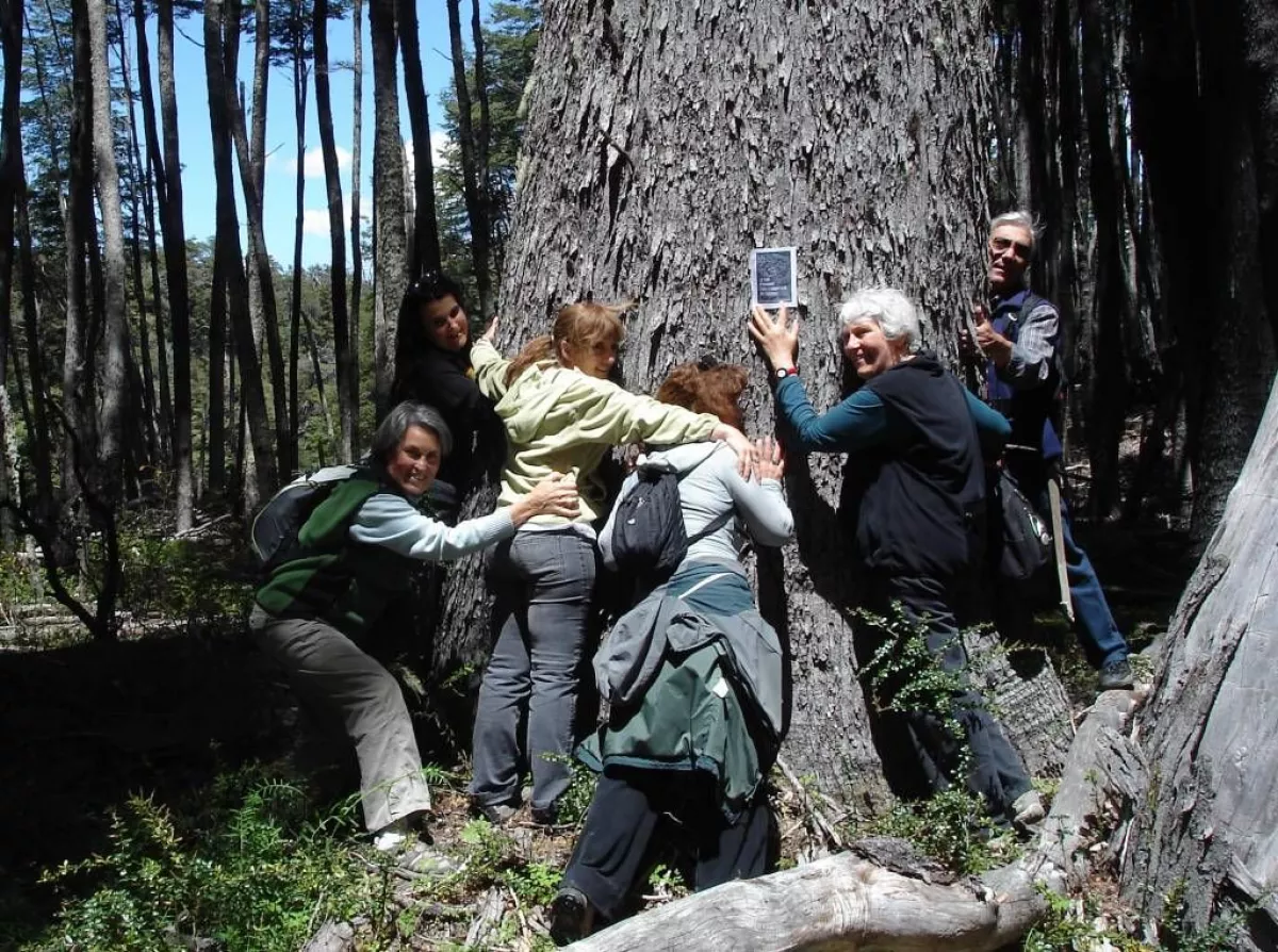 Establecen límite de 3 metros de altura para árboles y arbustos en lotes  con viviendas o edificios | Diario Andino Digital de Villa La Angostura y  La Patagonia