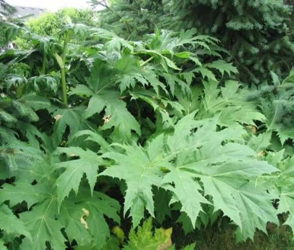 El Parque Nacional Nahuel Huapi inicia campaña para erradicar el "perejil gigante"