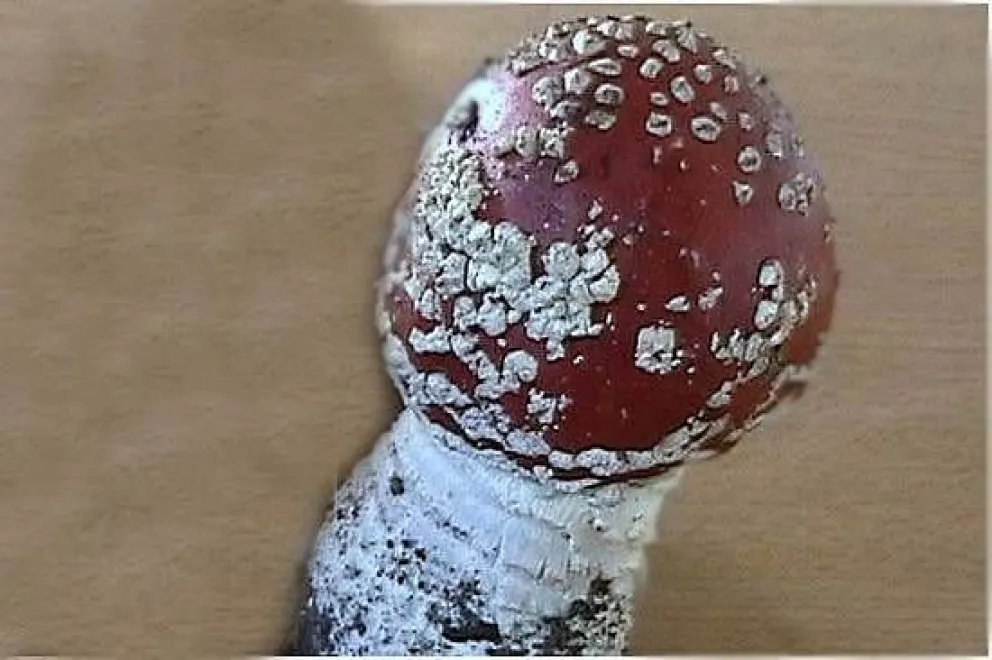 Hallan un hongo tóxico en Bariloche