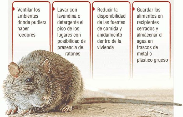 Difunden precauciones ante la presencia de roedores | DiarioAndino