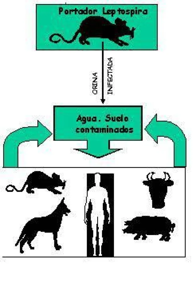 ¿Qué es la Leptospirosis?