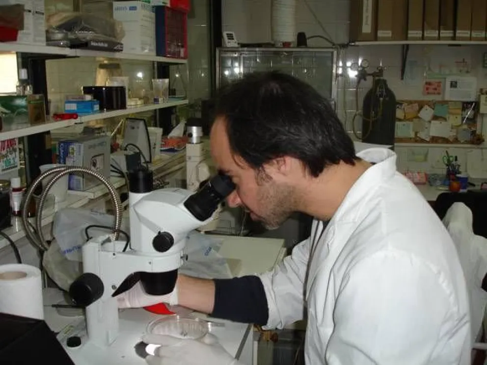 Buscan desarrollar piojicidas más eficaces