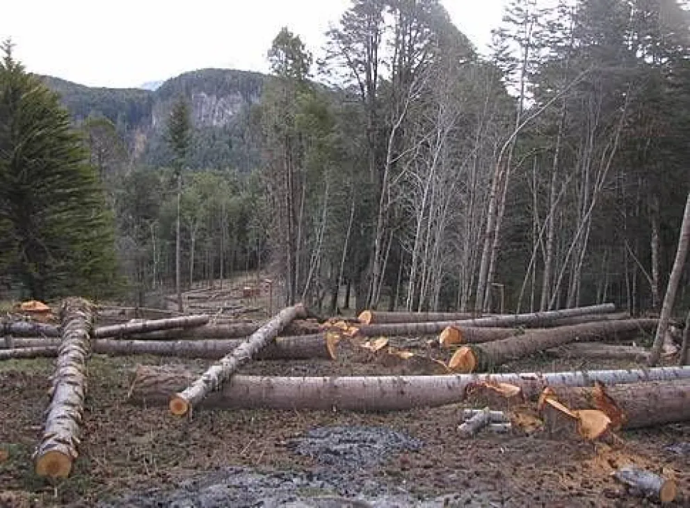 Frenemos la deforestación y restauremos nuestros bosques