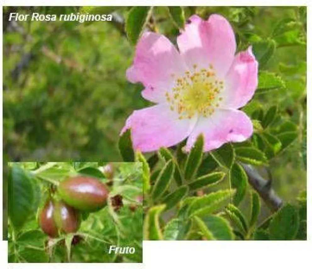 Las rosas exóticas de la región Andina