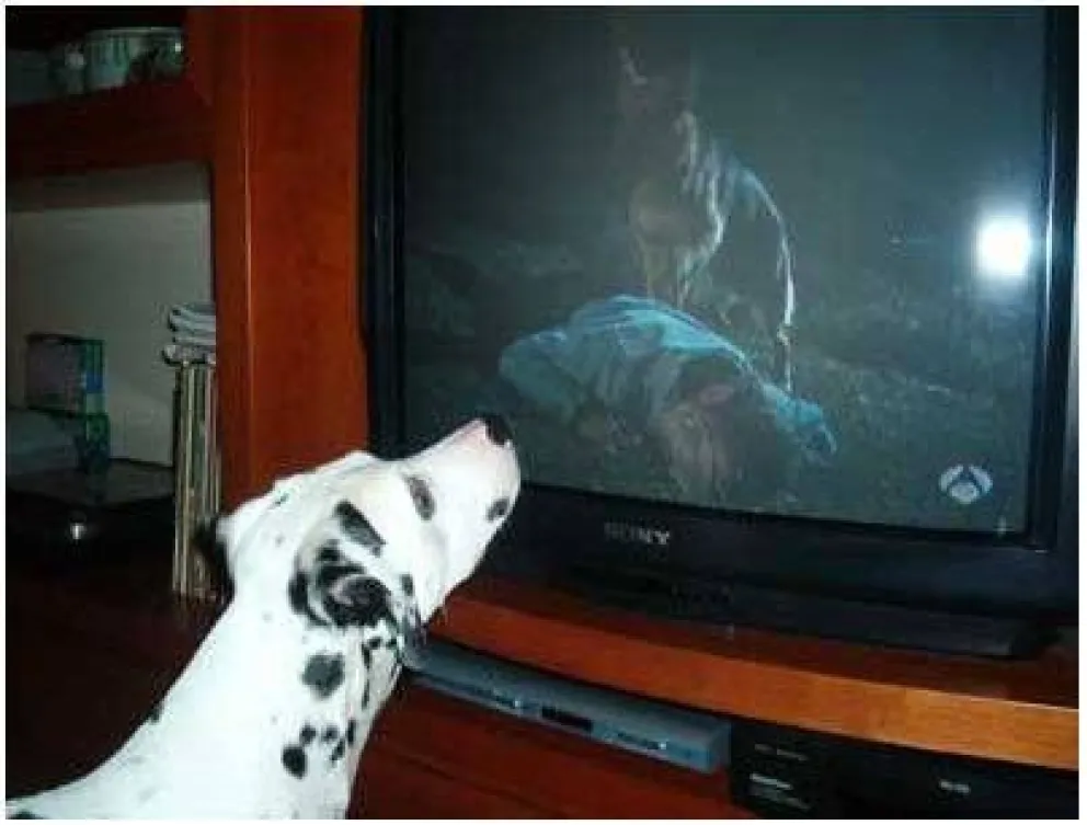 Cómo piensan los perros