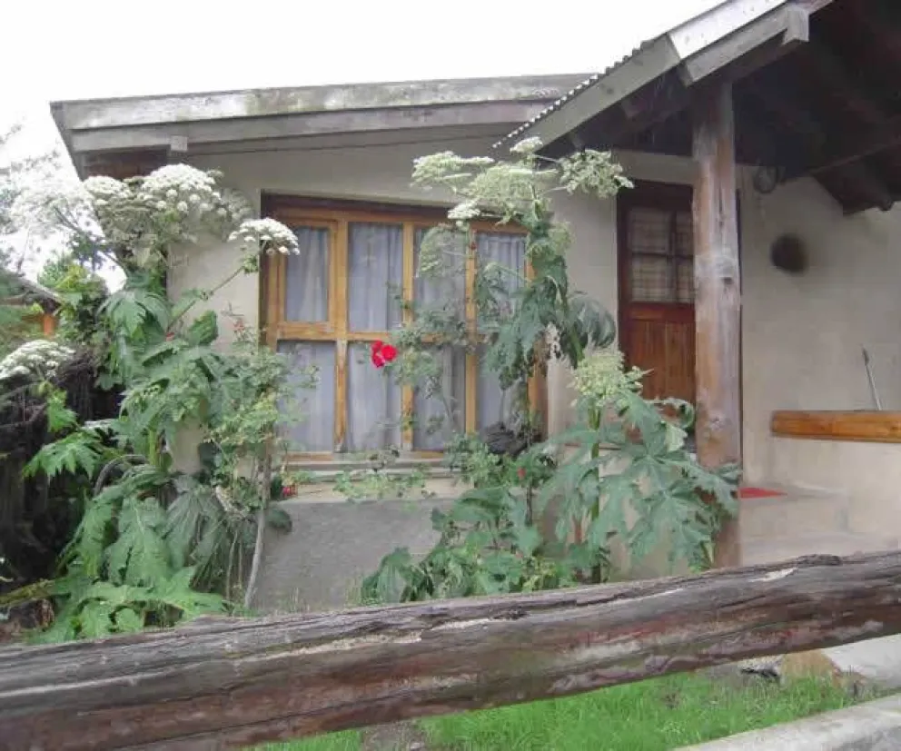 Medioamibiente instrumenta acciones para erradicar el Perejil Gigante