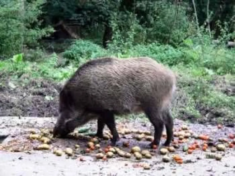 Alerta sanitaria por triquinosis en carne de jabalí: instan a no consumir productos sin análisis