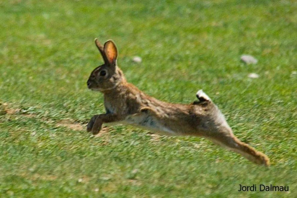 "Oryctolagus cuniculus"