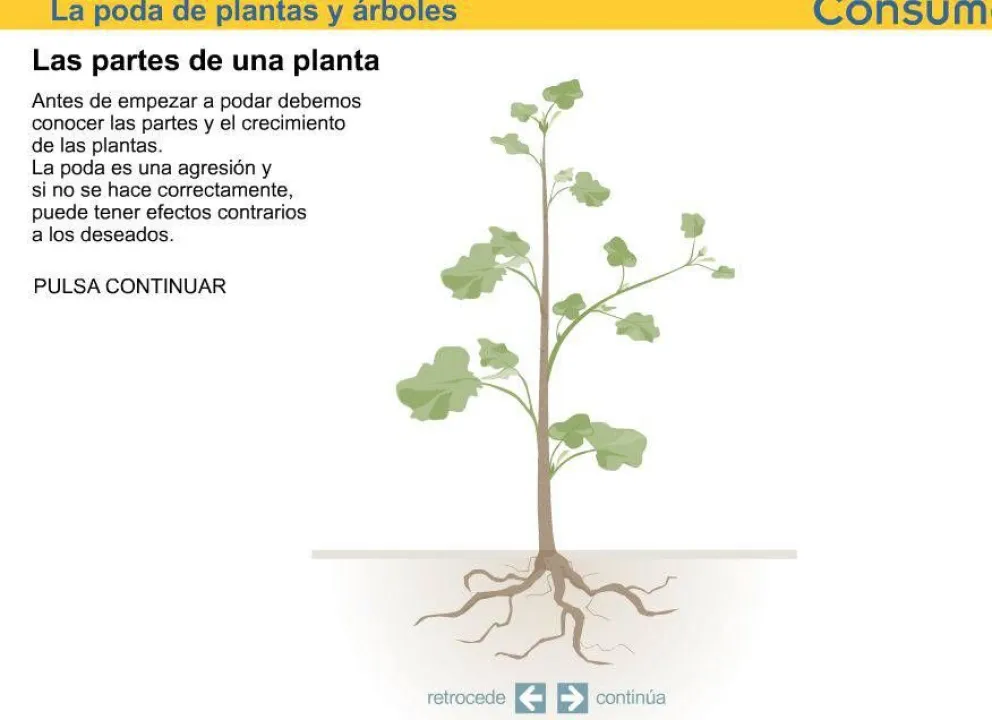 Infografía: cómo podar plantas y árboles