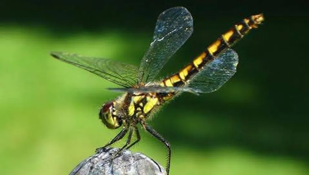 Bariloche: advierten importante presencia de alguaciles en busca de agua