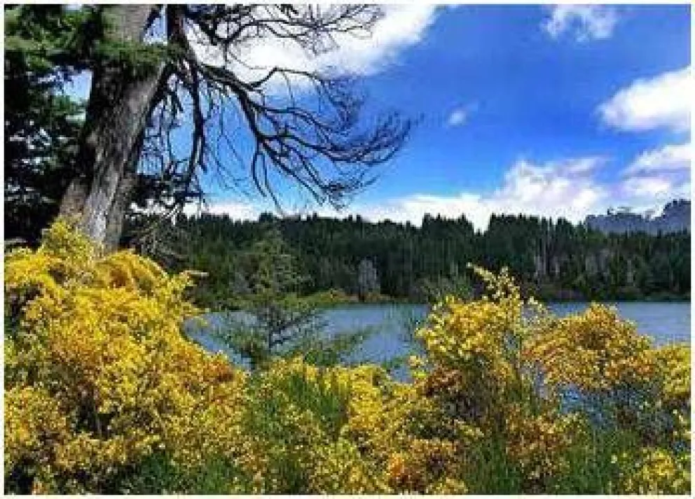 Plantas exóticas invasoras: una amenaza para la biodiversidad