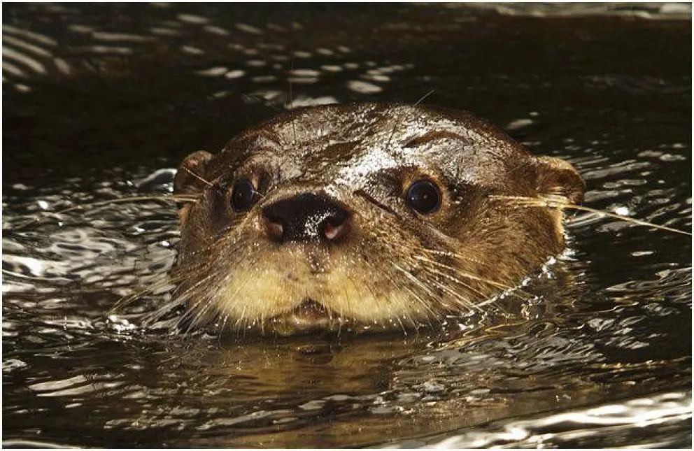 Parques Nacionales asegura que no hay 24 especies animales en extinción