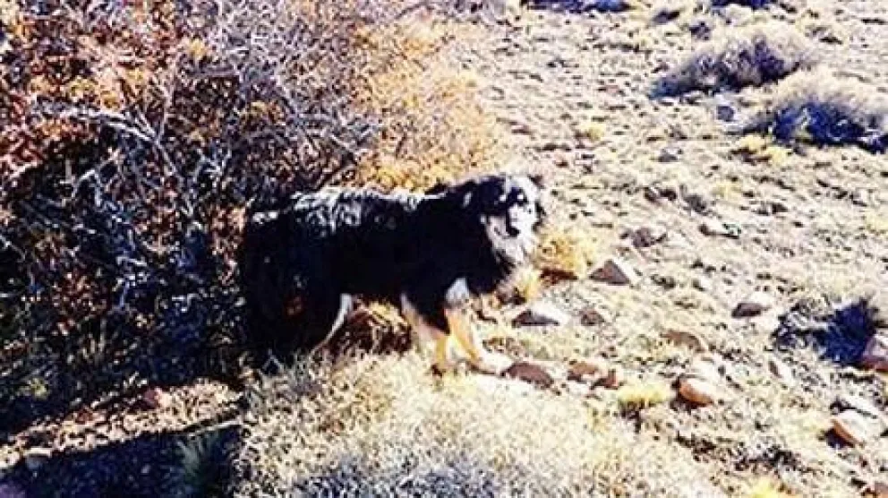 El perro que nunca abandonó a su amo