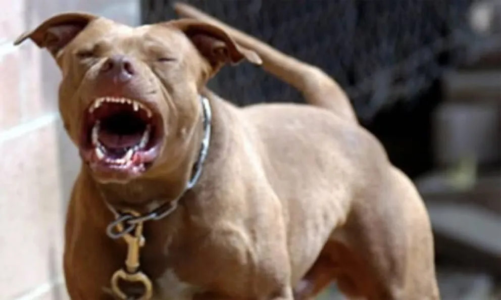 Advierten peligrosidad de pitbull sueltos