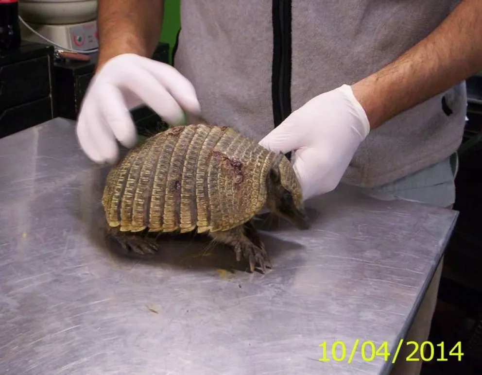 Historia de un Piche (Zaedyus Pichiy)