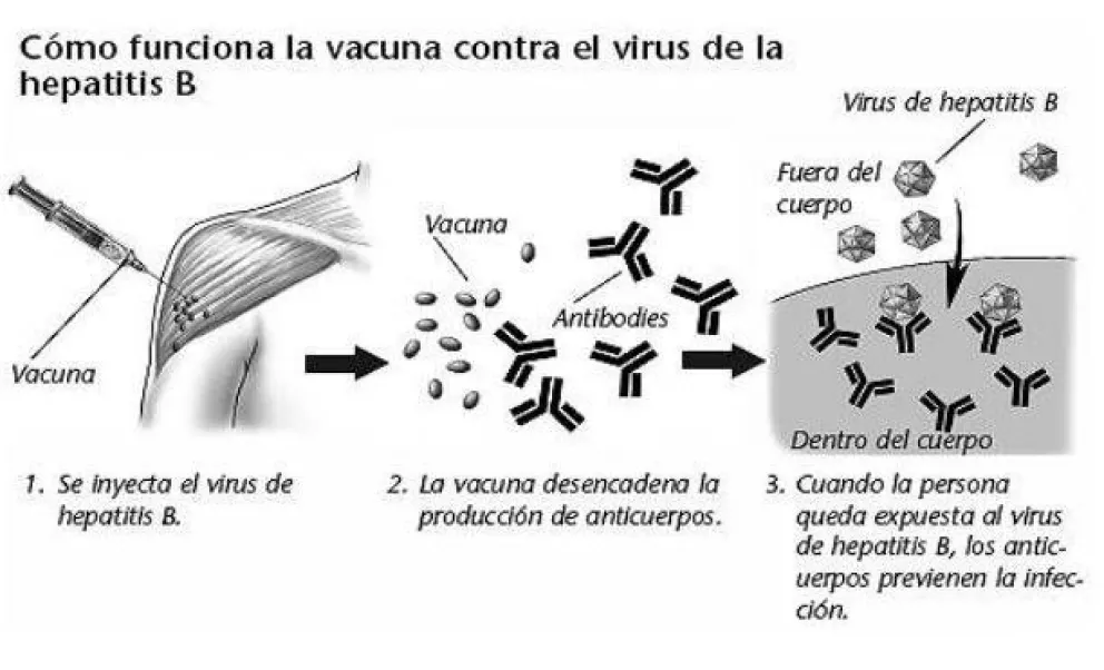 HEPATITIS  B  ¿puedo estar infectado y no saberlo?