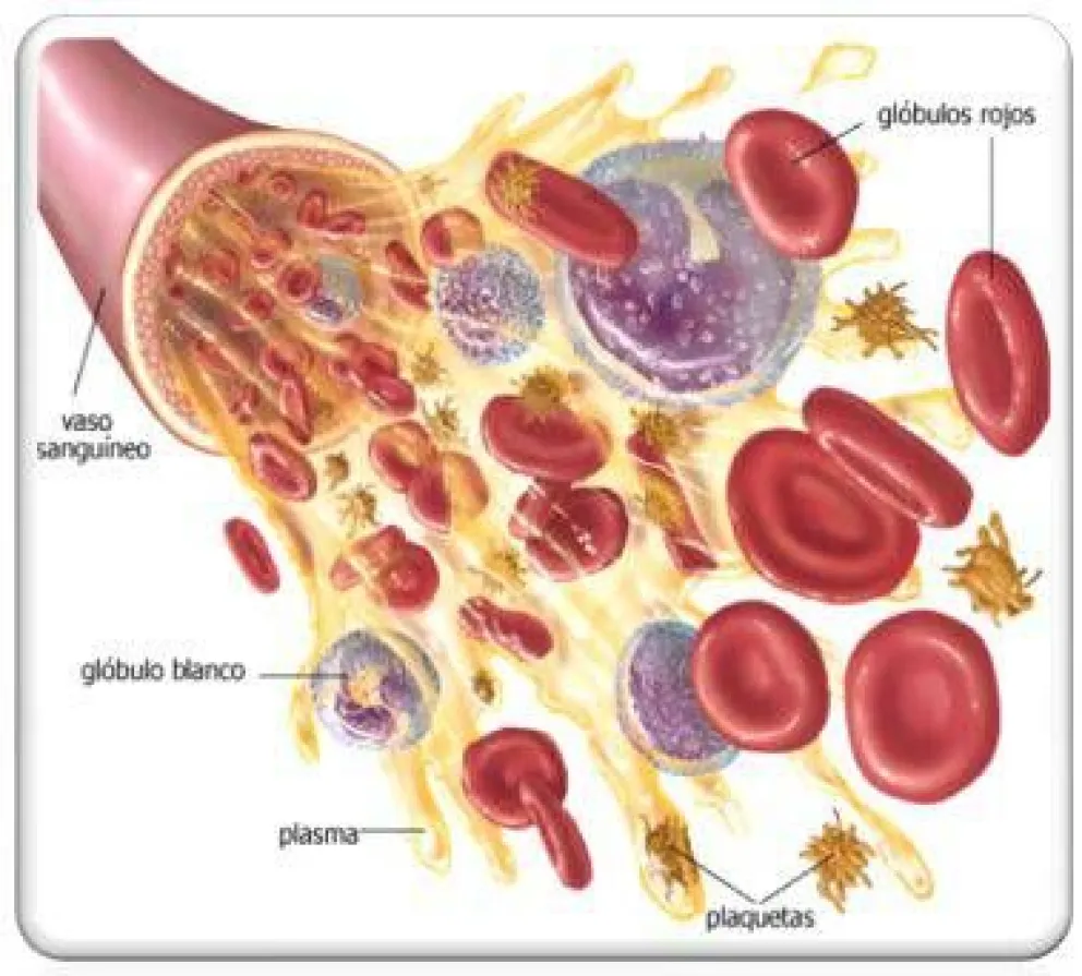 ¿Qué  es el Hemograma?