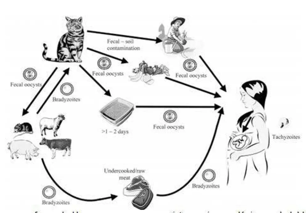 La Toxoplasmosis y el embarazo