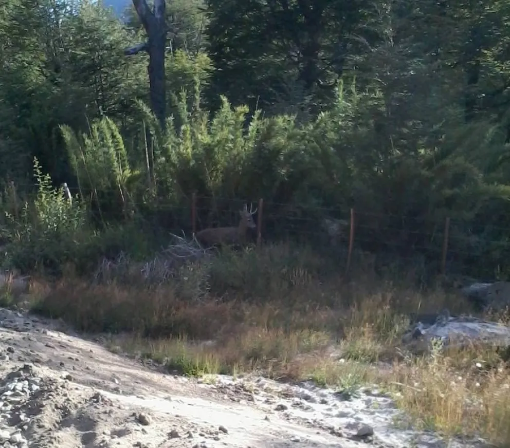 Avistaje de un Huemul en el Parque Nacional Nahuel Huapi