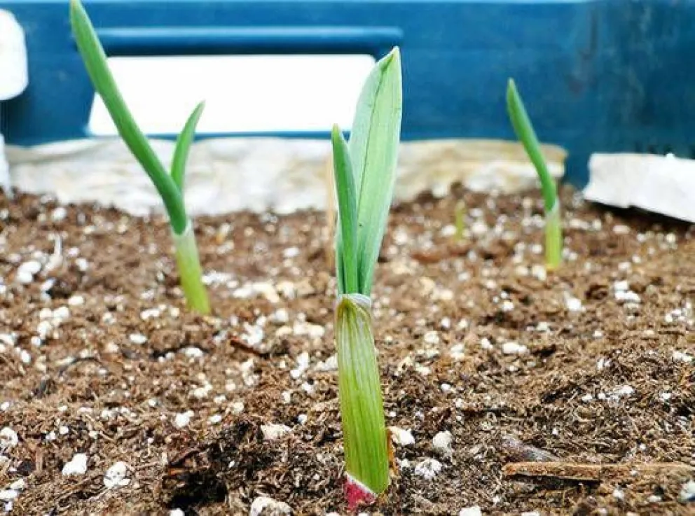 Cultivos de invierno: qué plantar y cómo proteger la huerta mientras esperamos la primavera