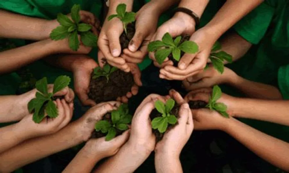 Rueda de plantas: un grupo que elige las hierbas para el autoconocimiento