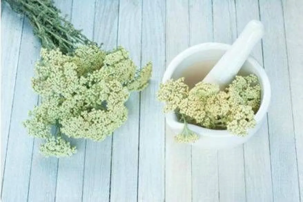 Milenrama: Mil remedios naturales en una sola planta