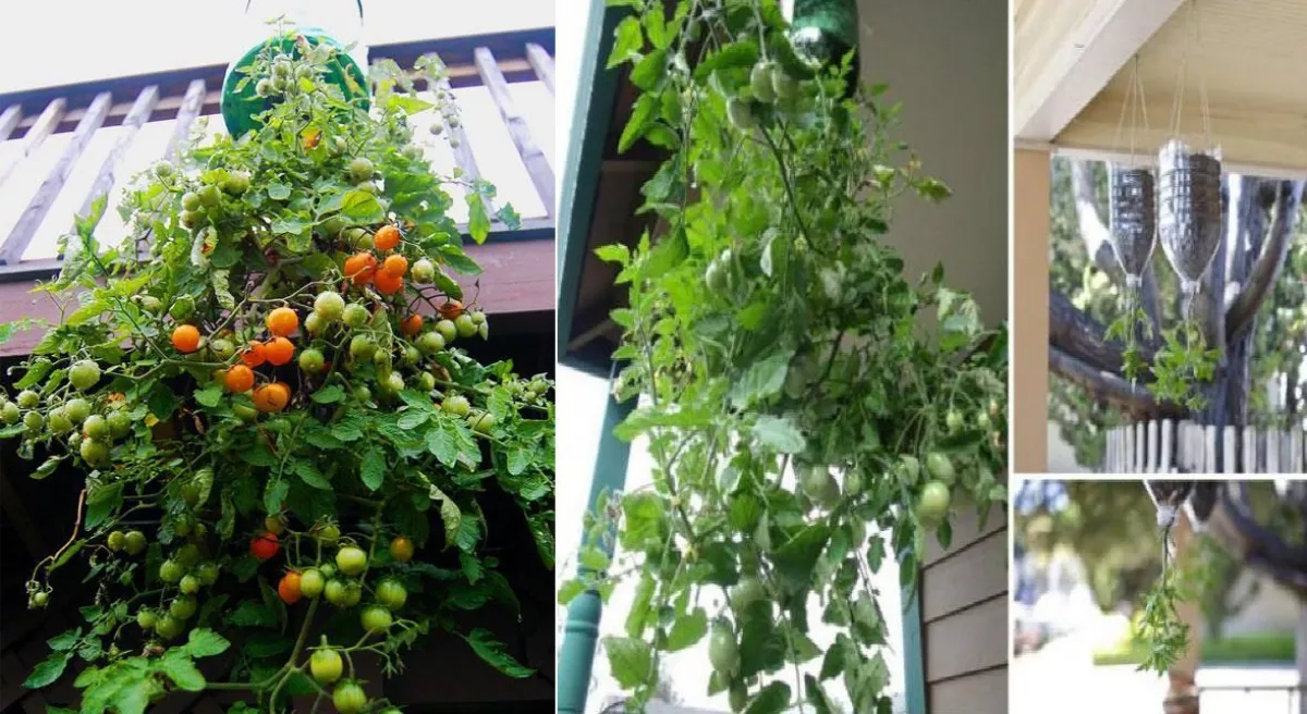 Cadena Lustre Maldito Cómo cultivar tomates en botellas de plástico colgantes | Diario Andino  Digital de Villa La Angostura y La Patagonia