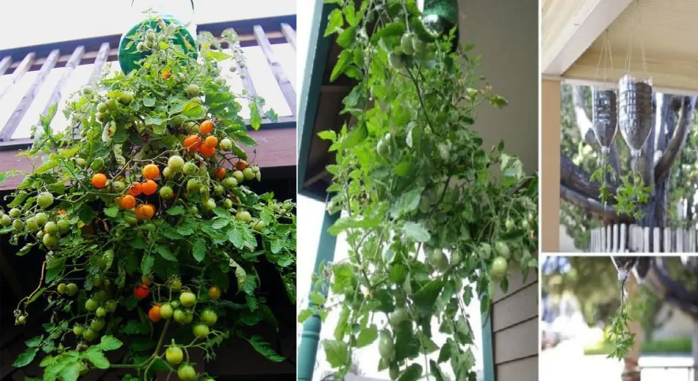 Cómo cultivar tomates en botellas de plástico colgantes