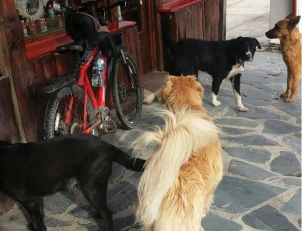 ¿Te Mordió un perro? Cómo y dónde denunciarlo
