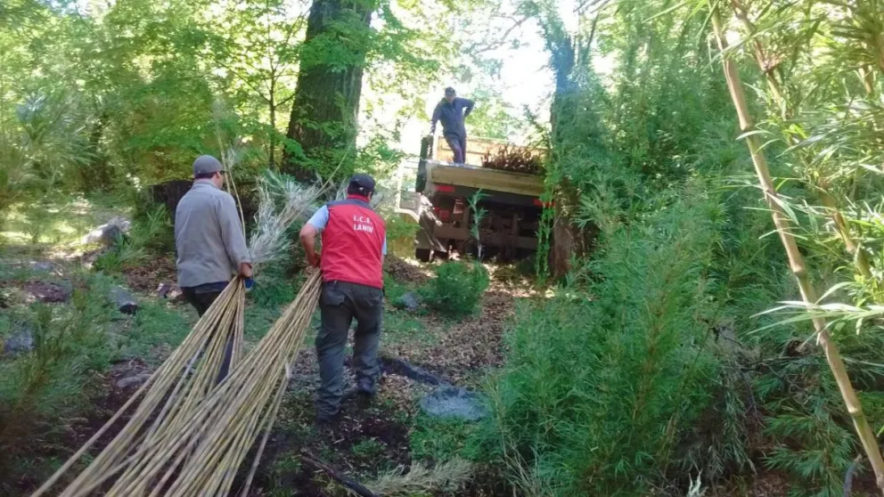 Secuestran más de 1.500 varas de caña colihue en el Parque Nacional Lanín