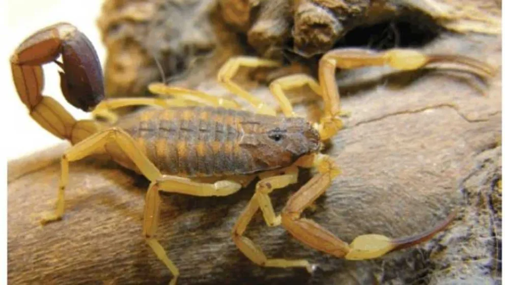 Investigadores del CONICET alertan sobre los alacranes