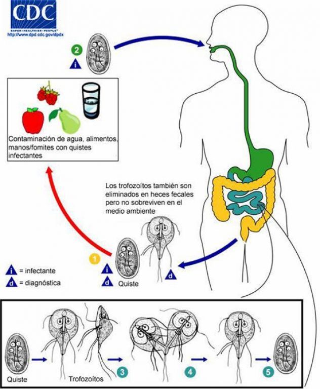 quistes de giardia en heces