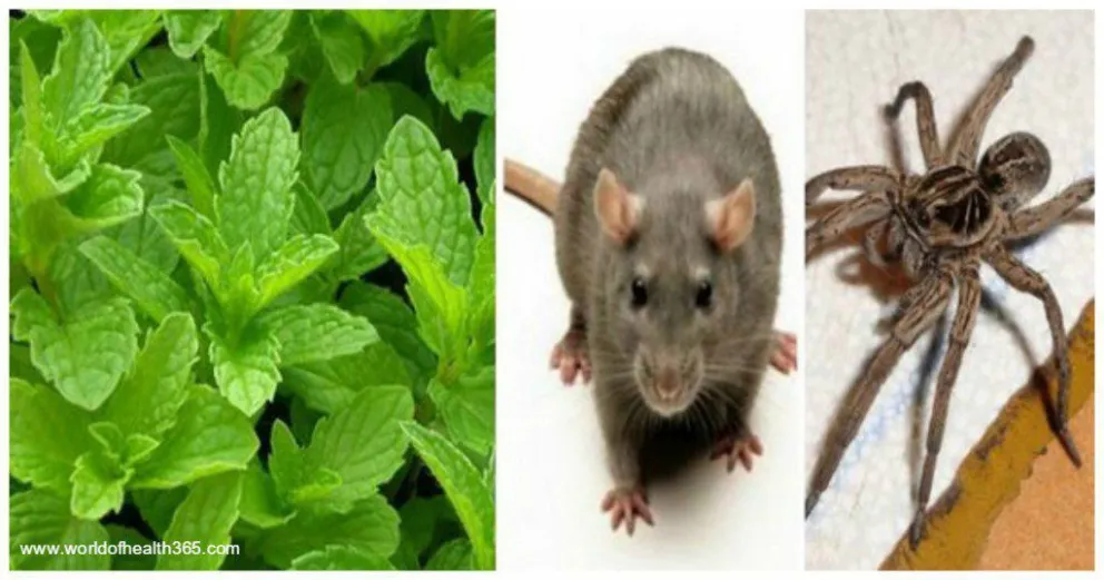 La planta que repele a insectos y ratones que podemos tener en casa