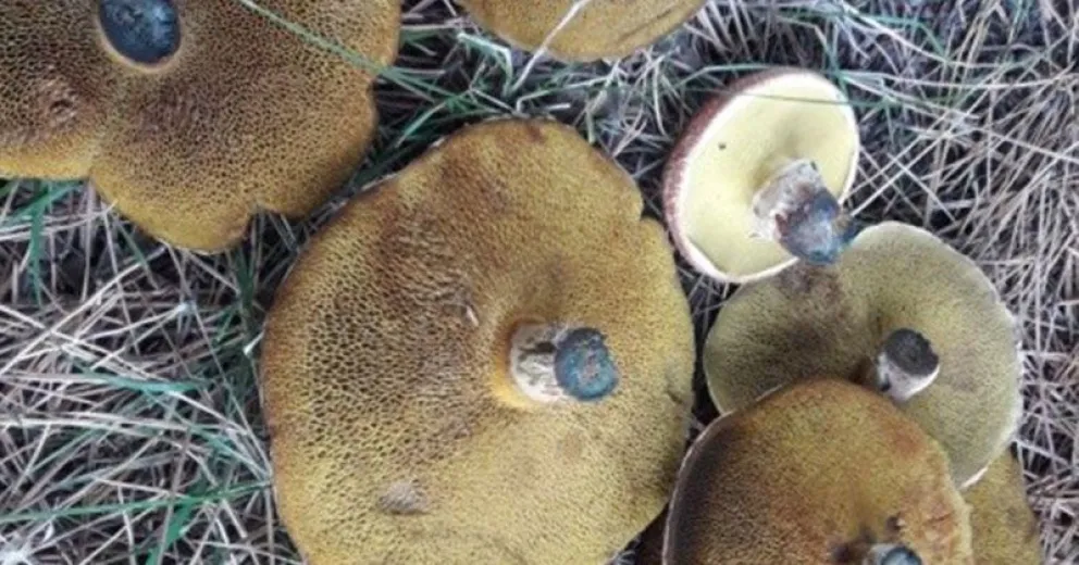 Identifican una nueva especie de hongo de pino en la zona