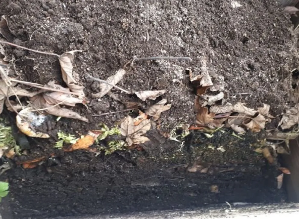 Cómo hacer un compost fácil sin riesgo de hantavirus
