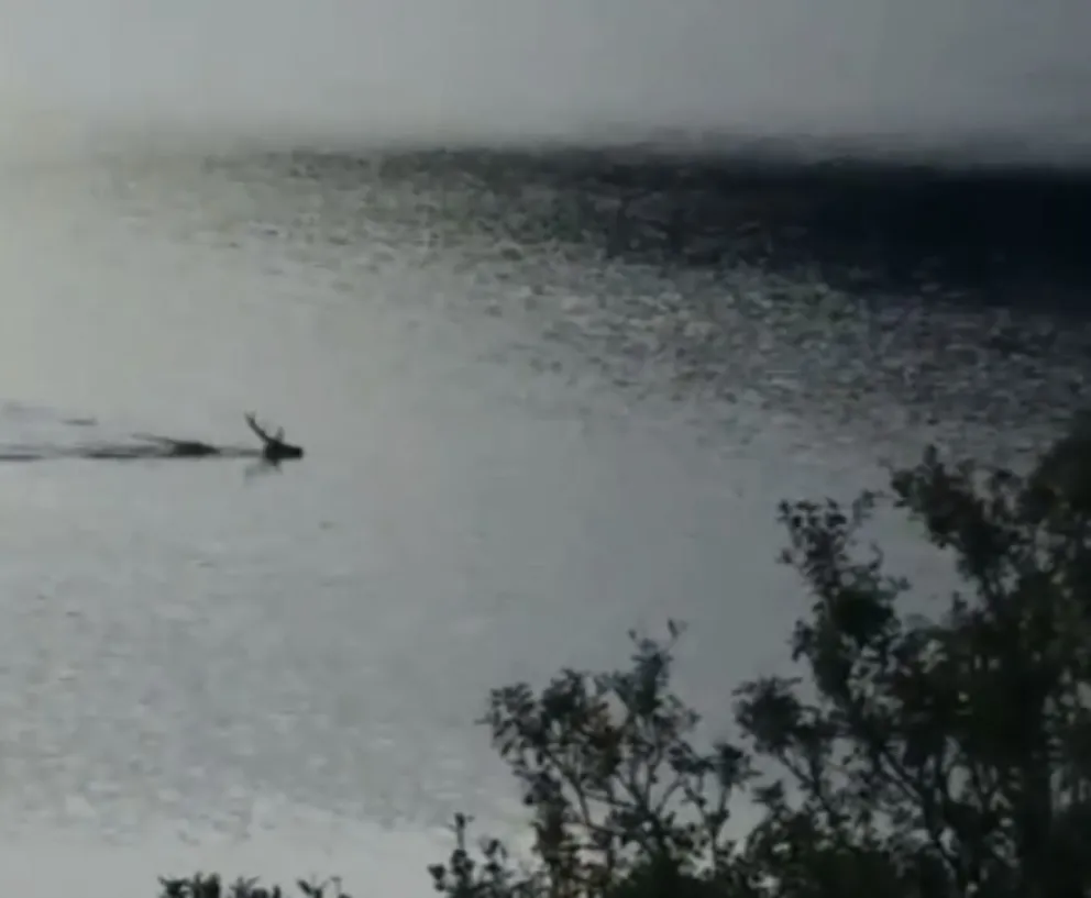 Un ciervo nadando en el Nahuel Huapi sorprendió a vecinos y turistas