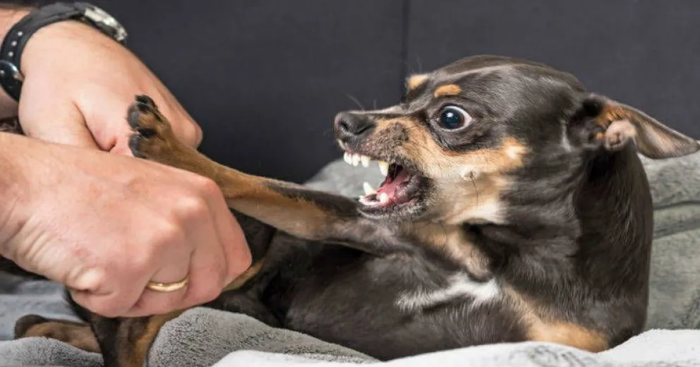 Por qué un perro se vuelve  agresivo con las personas
