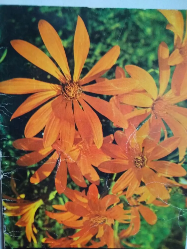 La belleza de nuestra flora nativa: ¡Vivámosla!