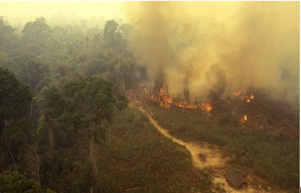 Incendio en el Amazonas: el modelo extractivista, el rewilding y la situación en la región  (III Parte)
