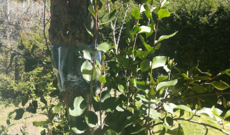 Mitos y consejos para evitar roedores en la casas y parques | DiarioAndino