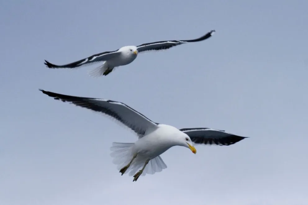 Detectan botulismo en aves acuáticas