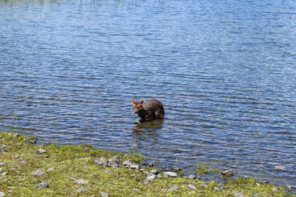 Vieron un Pudú en el Parque Nacional Lanin