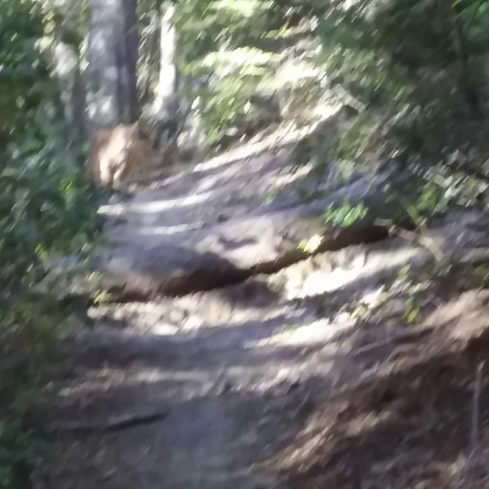 Una vecina caminaba por un sendero y se encontró con un puma