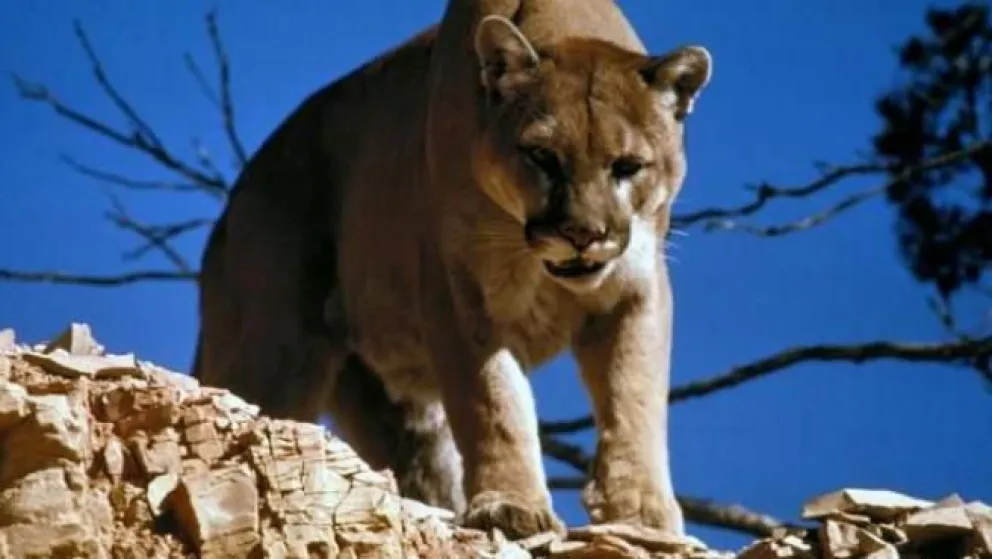 Qué hacer si se encuentra con un puma en un sendero
