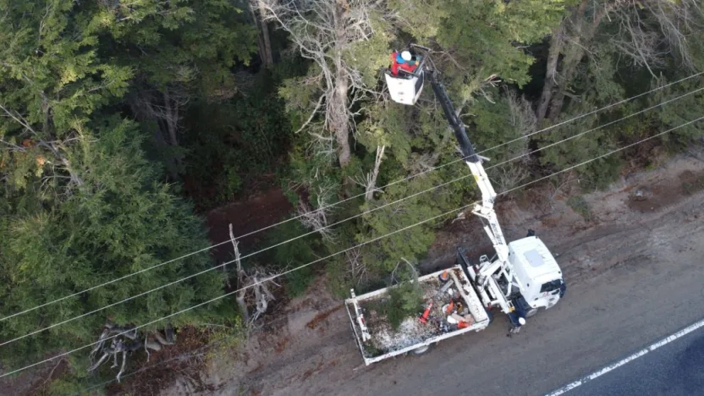 El municipio informó cómo serán las tareas de Poda para el próximo sábado 26 de octubre