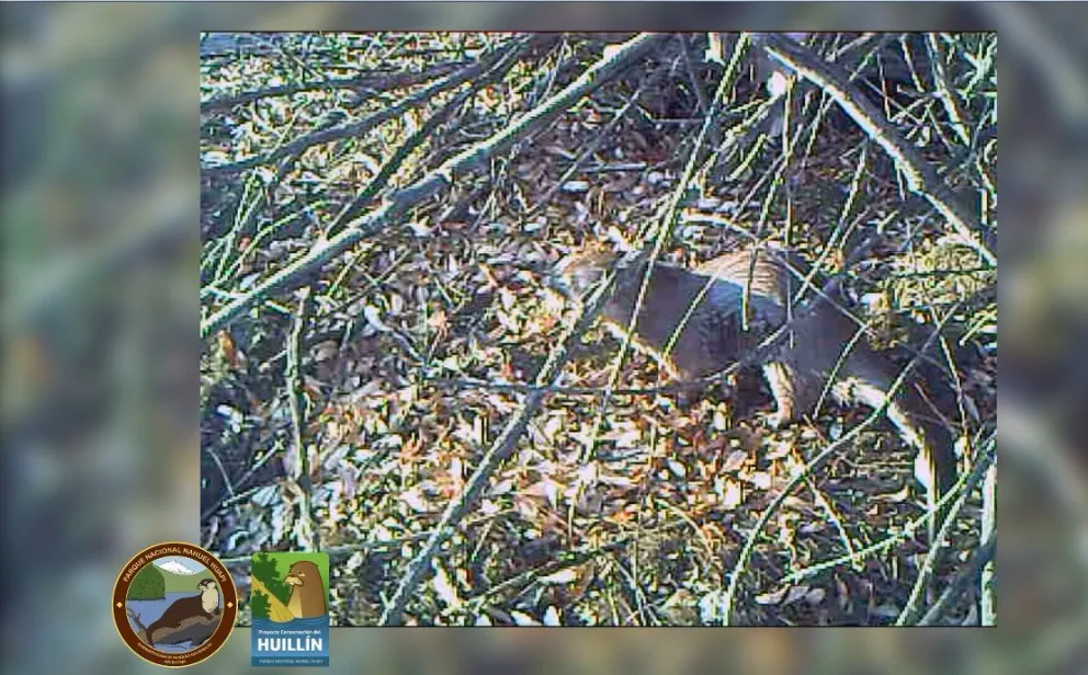 Hallaron un huillín en el Río Limay mediante el uso de cámaras "trampa"