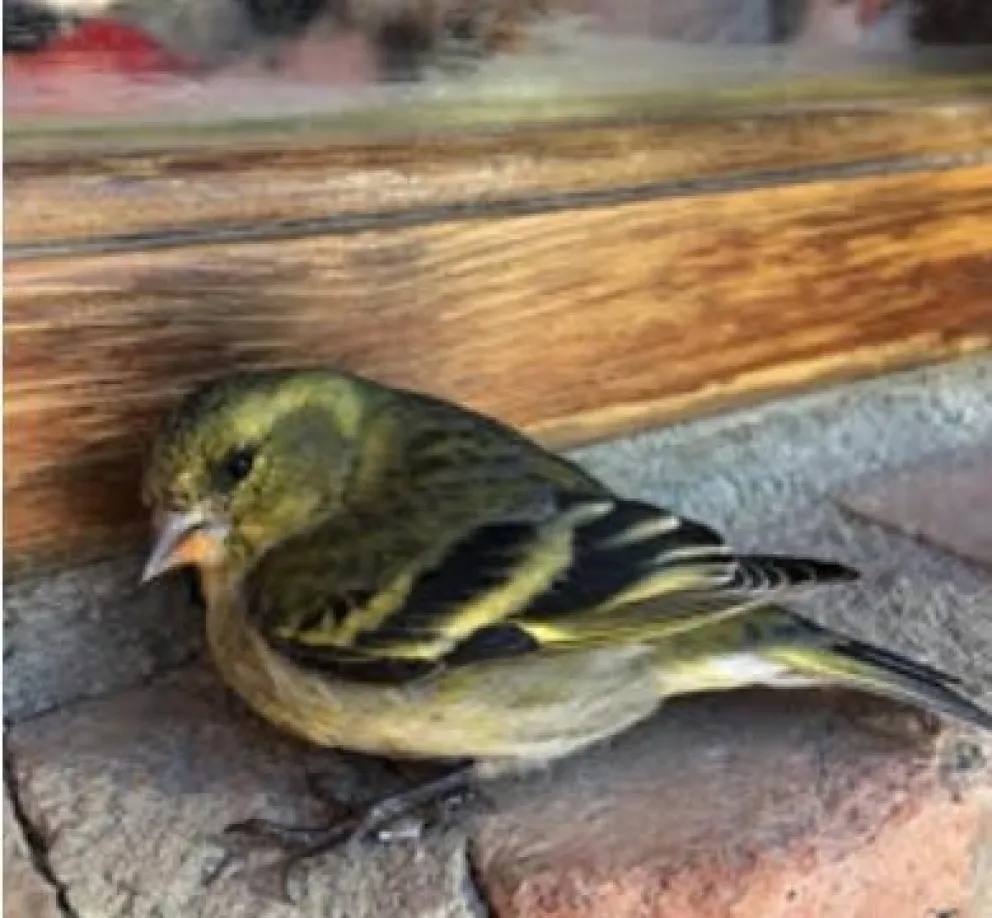 Las aves y las ventanas, una relación conflictiva