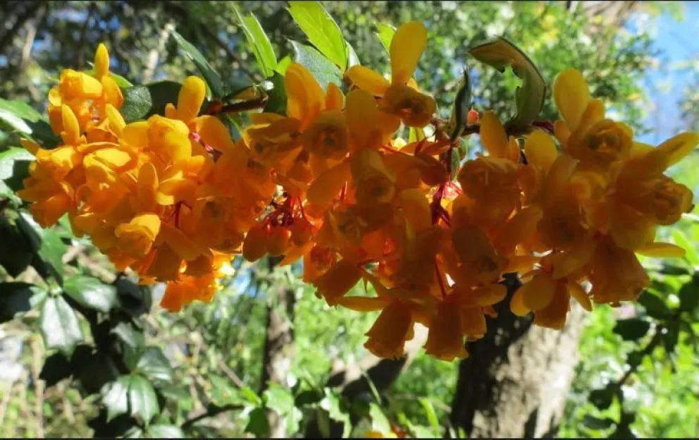 Cómo empezar a armar un cerco vivo de plantas nativas