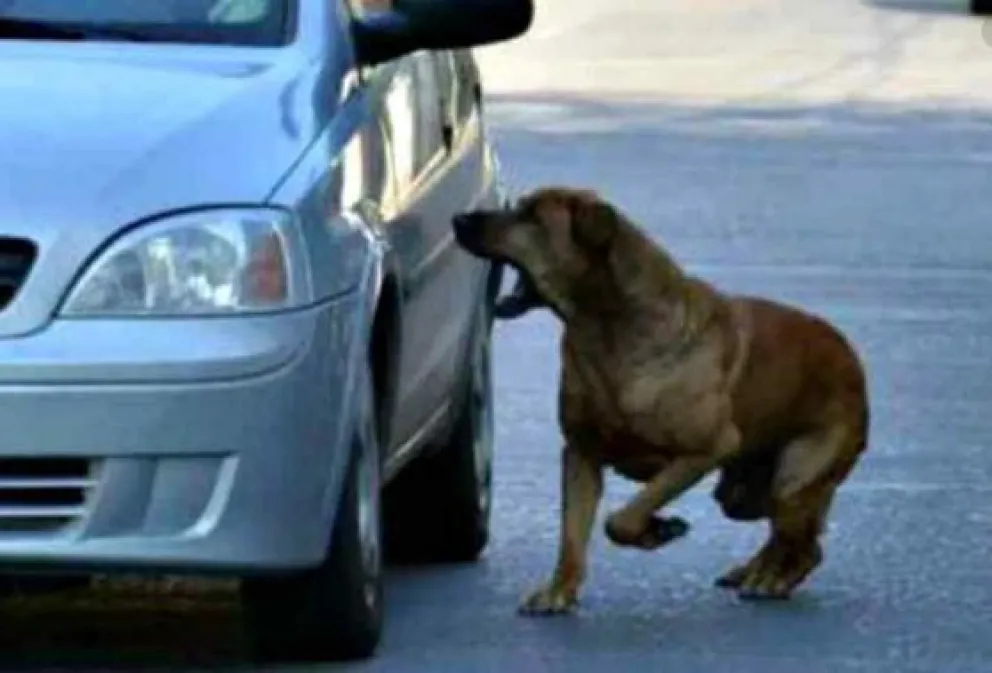 ¿Por qué los perros corren autos, motos y bicicletas?